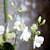 THEUN & bloemen Voorburg - bekijk foto 2012/7